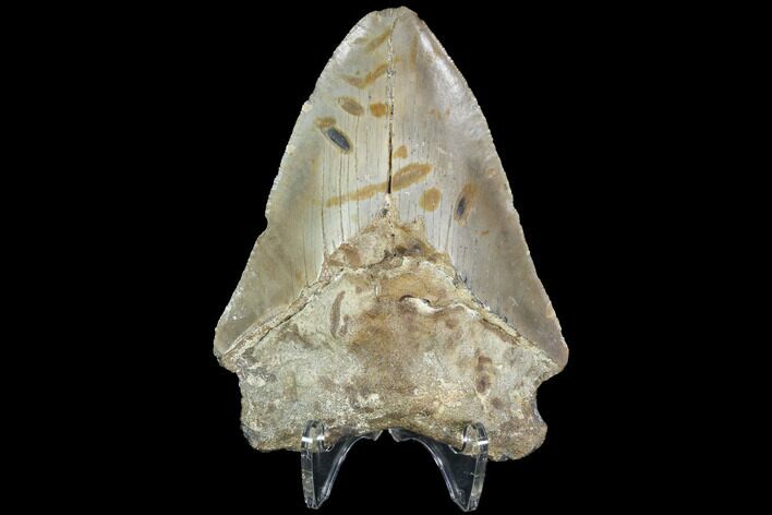 Bargain, Fossil Megalodon Tooth - North Carolina #91624